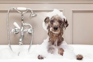 Tired Of Dog Urine Stains Clean Dog And Carpet Easy